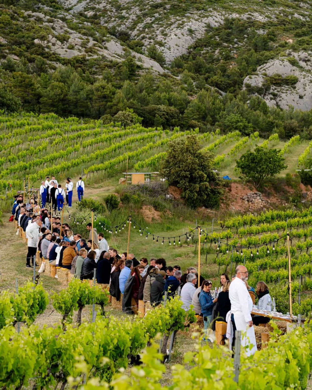 Сбор винограда