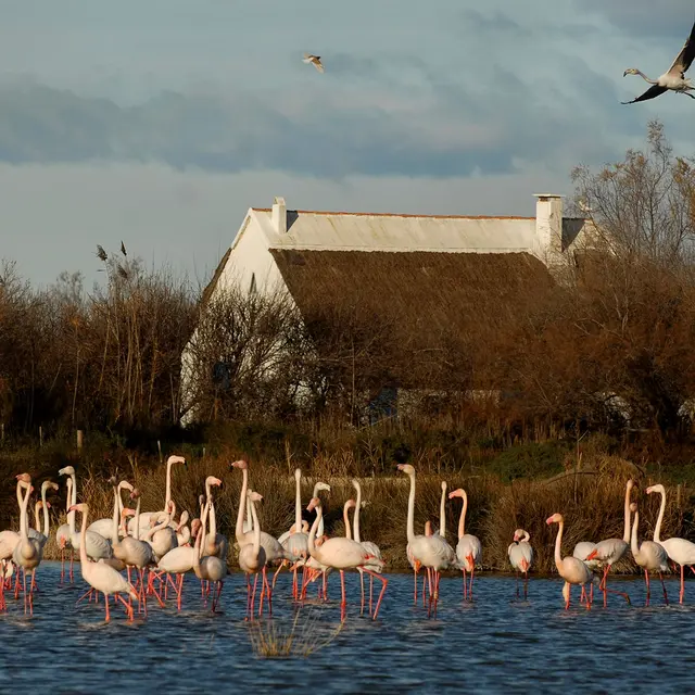Камарг — Pont de Gau